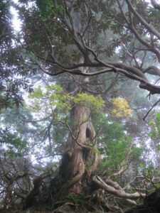 世界遺産　悠久の美　屋久島　縦走　タクトツアー