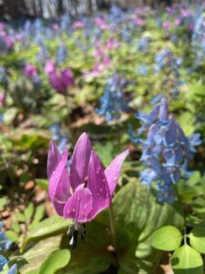 ガイドオフィス タクト　春山　エンゴサク＆カタクリ 浦臼神社