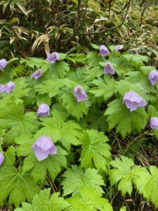シラネアオイのオロフレ山