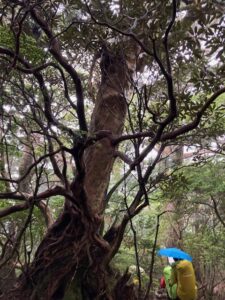 ガイドオフィス タクト 屋久島縦走　ツアー