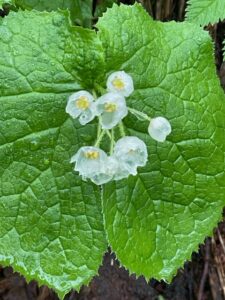 北海道 富良野岳 1912m お花登山 ガイドオフィス タクト