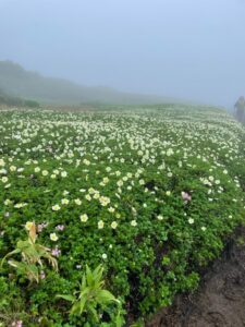 裾合　旭岳フラワーハイキング　タクト 