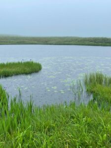 雨竜沼湿原　ガイドオフィス タクト 夏山