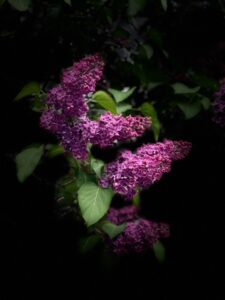 札幌ライラック 満開
ガイドオフィス タクト