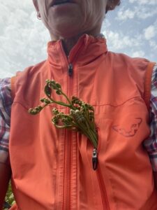 ガイドオフィス タクト　濃昼山道　山菜ツアー