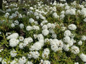 ツツジ満開　硫黄山と西別