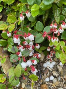 1893m上富良野岳ガイドオフィスタクト