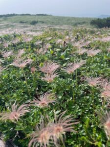 大雪山フラワーハイキング　旭岳　裾愛