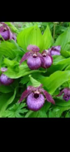 アツモリソウの定山渓天狗岳 ガイドオフィスタクト