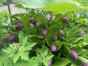 定山渓天狗岳　ガイドオフィスタクト 