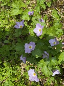 ニセコ シャグなげ岳と新鮮沼