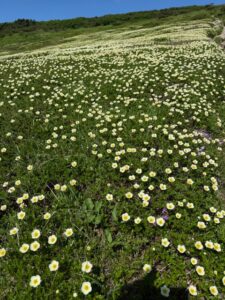 トムラウシ縦走　ガイドオフィスタクト 
