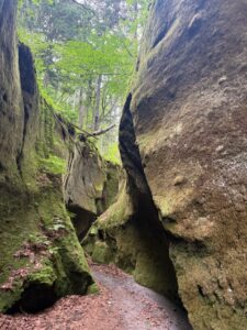 苔の回廊樽前山　楓沢