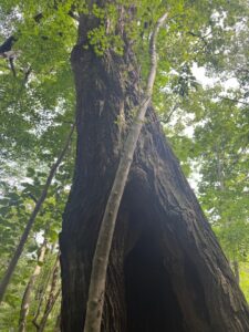 ポロと＆インクらの滝　白老